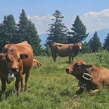 Alpesi faház Venez Chez Vous - Le Dahu
